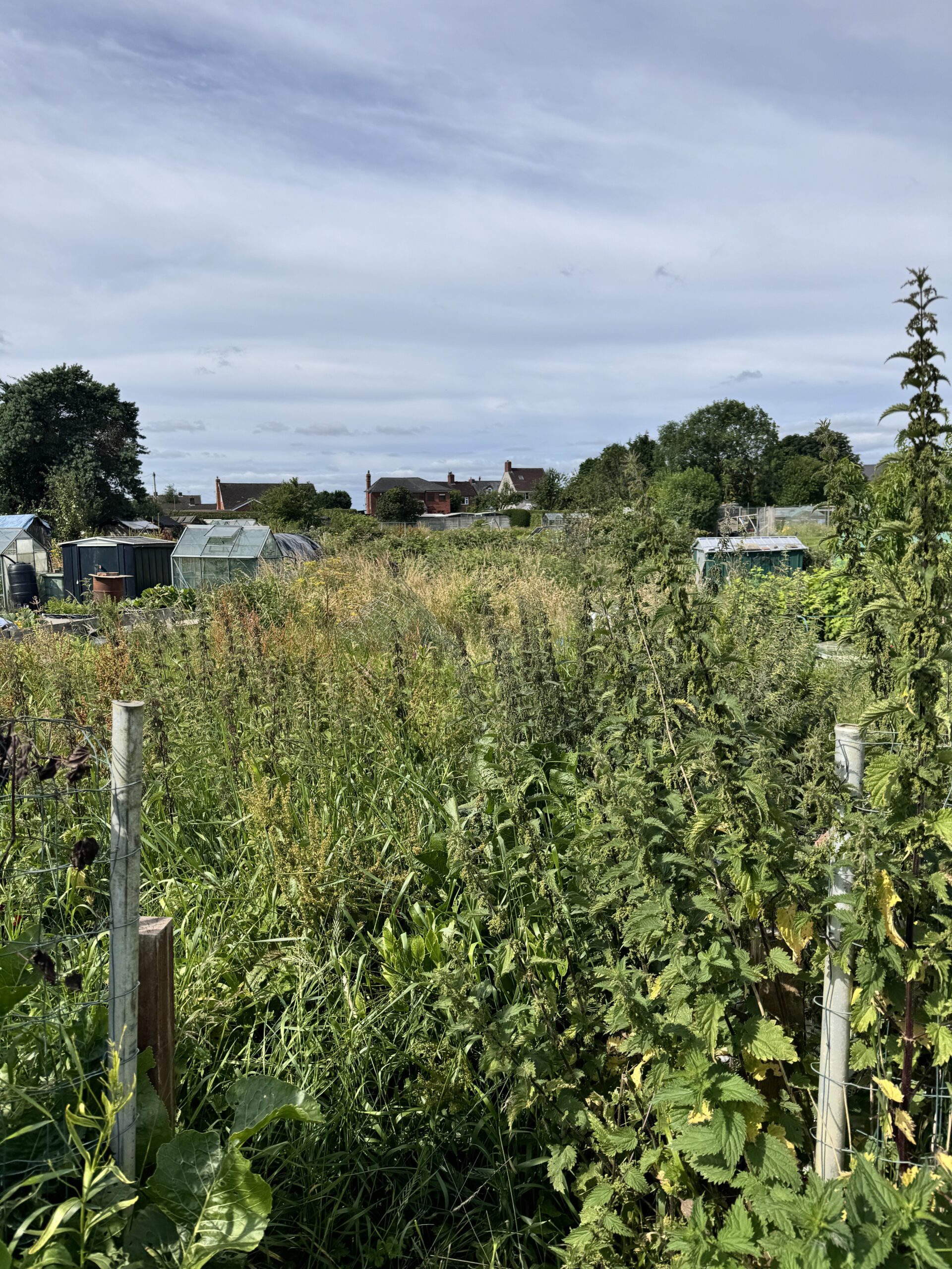 overgrown allotment pathway